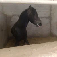 اسب عرب