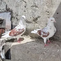 کبوتر تهرانی|پرنده|مشگین شهر, |دیوار