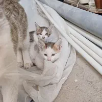 واگذاری بچه گربه