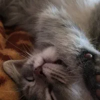 گربه بریتیش|گربه|نکا, |دیوار