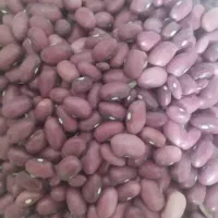 فروش لوبیا قرمز