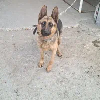 ژرمن وورک ماده