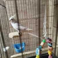 عروس هلندی جفت و تک جمع اوری سالن