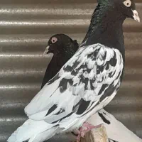 کله سیاه نر ماده بشرط جوجه پاک