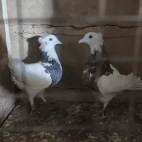 یهودی|پرنده|قم, شهرک توانیر|دیوار