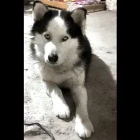 سگ هاسکی نر