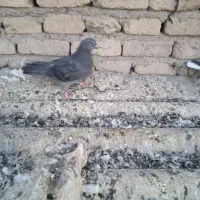 کبوتر فروشی
