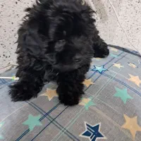 سگ تریر پاکوتاه|سگ|شیراز, دارالرحمه|دیوار