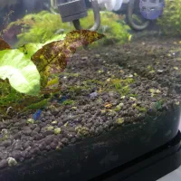 آکواریوم|ماهی|شیراز, عادل آباد|دیوار