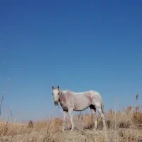 فروش مادیان همراه کره|اسب و تجهیزات اسب‌سواری|شیروان (خراسان), |دیوار