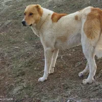 سگ پژدر|سگ|سارال, |دیوار