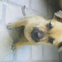 دوتوله سگ نژاد دار پیت بول|سگ|کرمانشاه, |دیوار