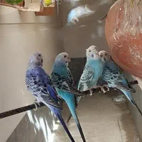 مرغ عشق۸تخم