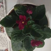 گل بنفشه آفریقایی