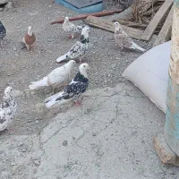 کبوتر|پرنده|نیمروز, |دیوار