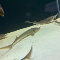 انواع اکواریوم،تجهیزات شور و شیرین|ماهی|کرمانشاه, |دیوار