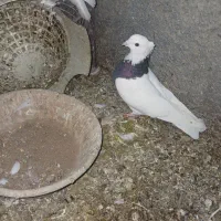 فروش کبوتر|پرنده|مریوان, |دیوار