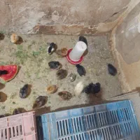 جوجه لاری