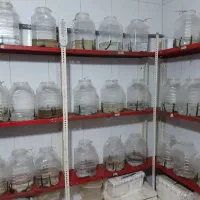 همکار خانم یا اقاجهت کار در   پرورش زالو