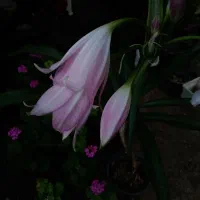 گل های سبز و رنگی