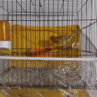 پرنده|پرنده|گرگان, |دیوار