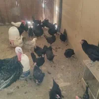 مرغ تخم گذار اصلاح نژادی مفت|حیوانات مزرعه|اصفهان, ارغوانیه|دیوار