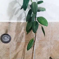 فیکوس سبز