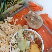 همستر|موش و خرگوش|اسلام‌شهر, شهرک قائمیه|دیوار