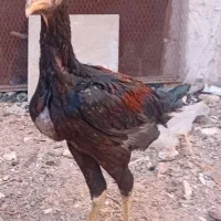 جوجه لاری افغان