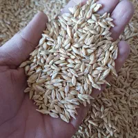 خوراک دام و آسیاب|عمدهفروشی|مشهد, خلق آباد سفلی|دیوار