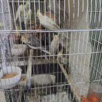 فروش پرنده|پرنده|لشت نشا, |دیوار