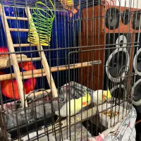 جفت عروس هلندی سخنگو|پرنده|کیش, |دیوار