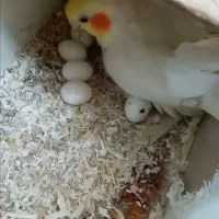 عروس هلندی لوتینو ماده 6 تخم خاکی گذاشته‌ آماده