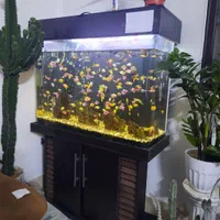 آکواریوم شیشه خم شرکتی