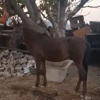 اسب نریان کرد