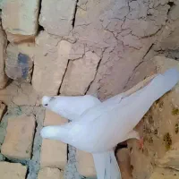 کبوتر سفید خوشرنگ تمیز