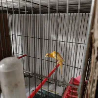 قناری نر جیبر