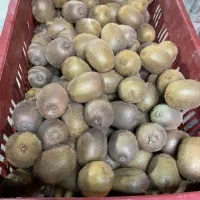 کیوی درشت صادراتی