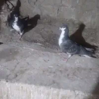 کفتر