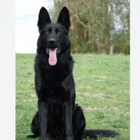 سگ ژرمن گمشده