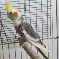 عروس هلندی ابلغ زیبا ماده آماده جفتگیری|پرنده|شیراز, آبیاری|دیوار