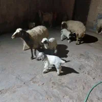 دو عدد بزغاله کوچک شیری خوار بفروش میرسید|حیوانات مزرعه|ایوان, |دیوار