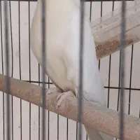 عروس هلندی|پرنده|خمینی‌شهر, |دیوار