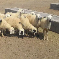 ۱۰راس میش،کاورتقلی آبستن