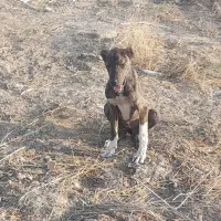 واگذاری سگ نگهبان|سگ|مشهد, سیسآباد|دیوار