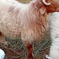 شادگان|حیوانات مزرعه|شادگان, |دیوار