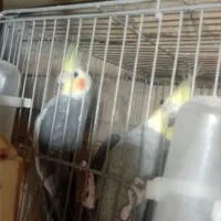 جوجه عروس هلندی