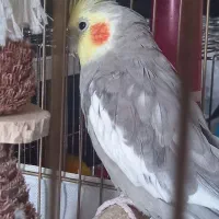 دو عدد عروس هلندی