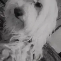 واگذاری سگ شیتزو