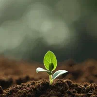 فروش-زمین-زراعتی